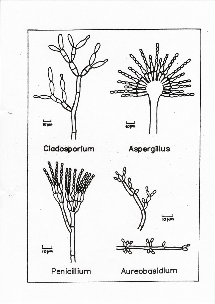 Schimmelpilze in Wohnungen • Ein interessantes Feld auch für