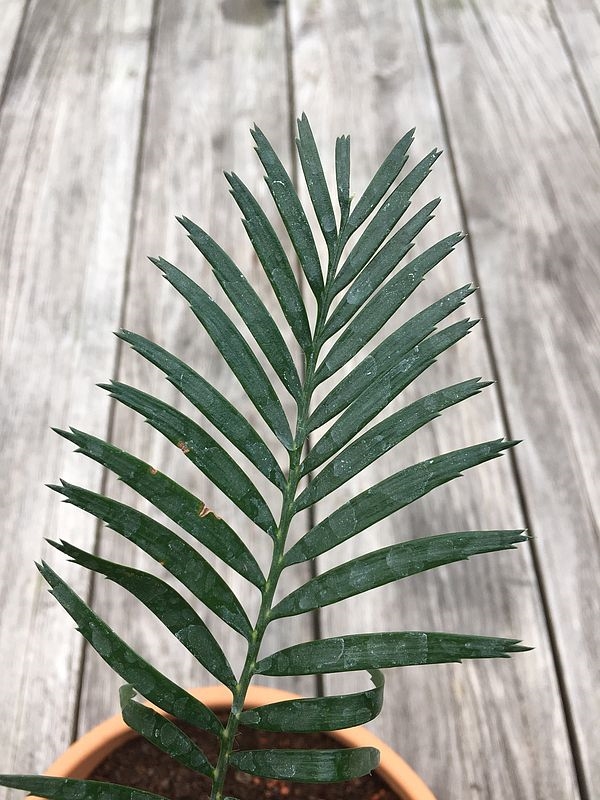 Botanik Der Burrawang Macrozamia communis