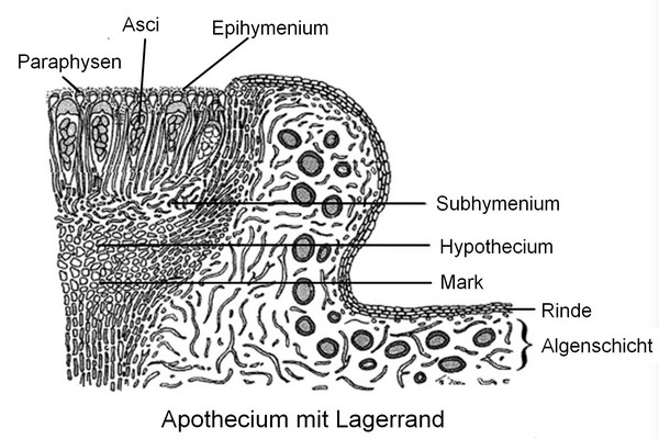 Erläuterungen - Apothecium mit Lagerrand (lecanorin), Arial28,34 Linien5, deutsch, 600x.jpg