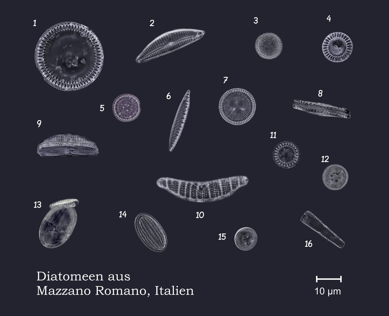 Diatomeen-Collage-Romana-1600px.jpg