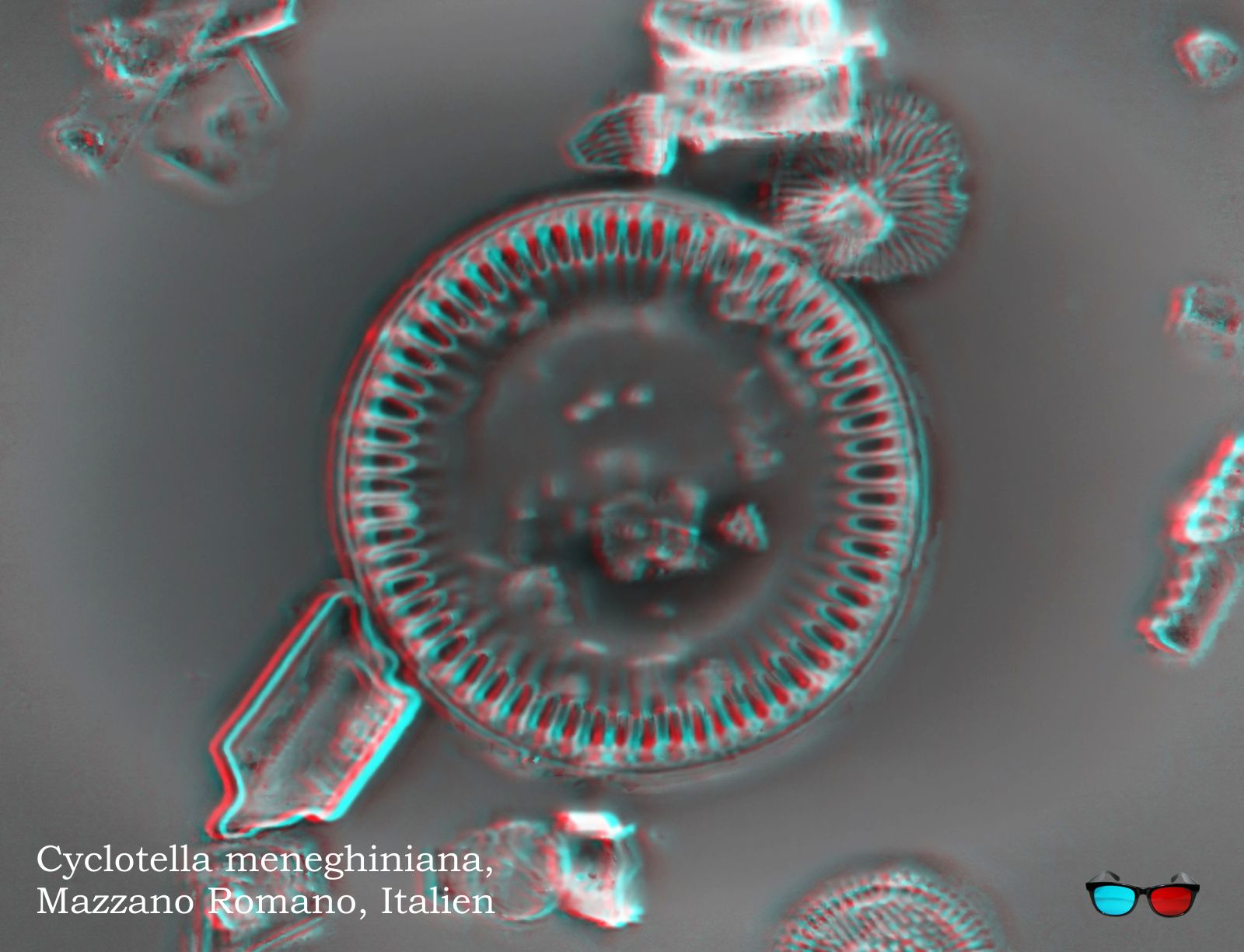Cyclotella meneghiniana-3D-1600px.jpg