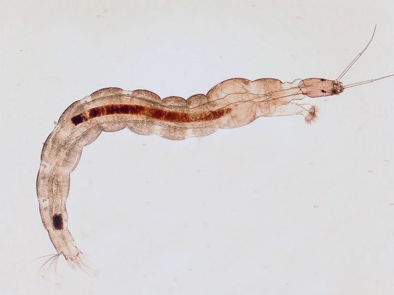 Chironomidenlarve
