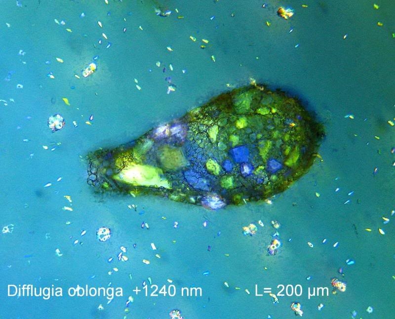 Difflugia