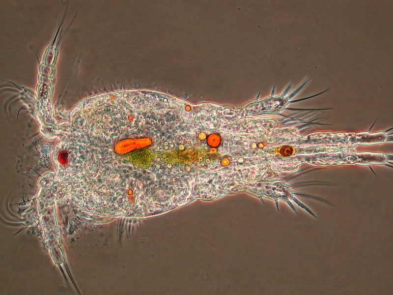 Copepode im Abendlicht
