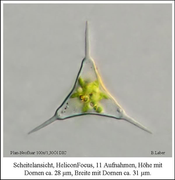 Staurodemus cuspidatus (Staurastrum cuspidatum)