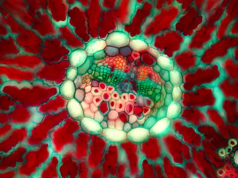 Cross section of muscle под микроскопом. Типы тканей растений. Гистология растений. Микропрепарат под микроскопом. Растительные ткани растений.