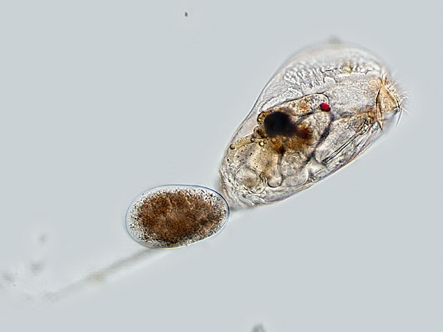 TrichocercaTrichodina