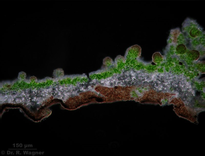 Pseudevernia furfuracea