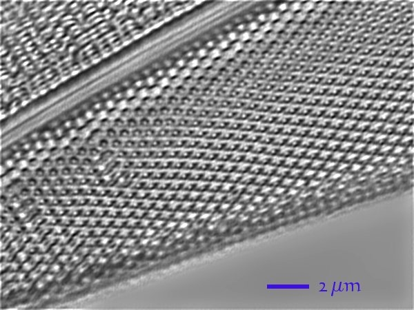Frage zur Pleurosigma