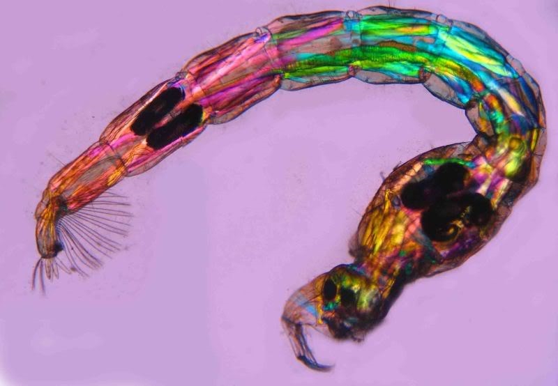 BüschelmückenLarve + Puppe