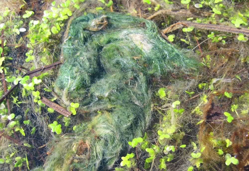 Zwei Fadenalgen aus dem Gartenteich