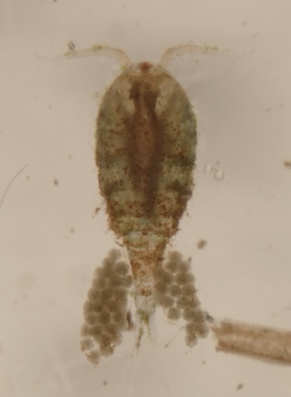 Cyclopoidea, 3 mm, OUngarn, 04.2010