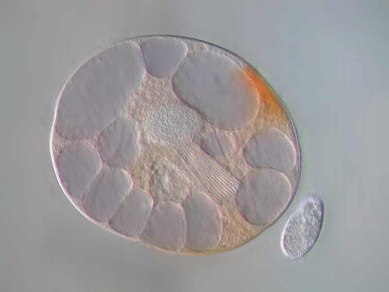 Nassula ornata