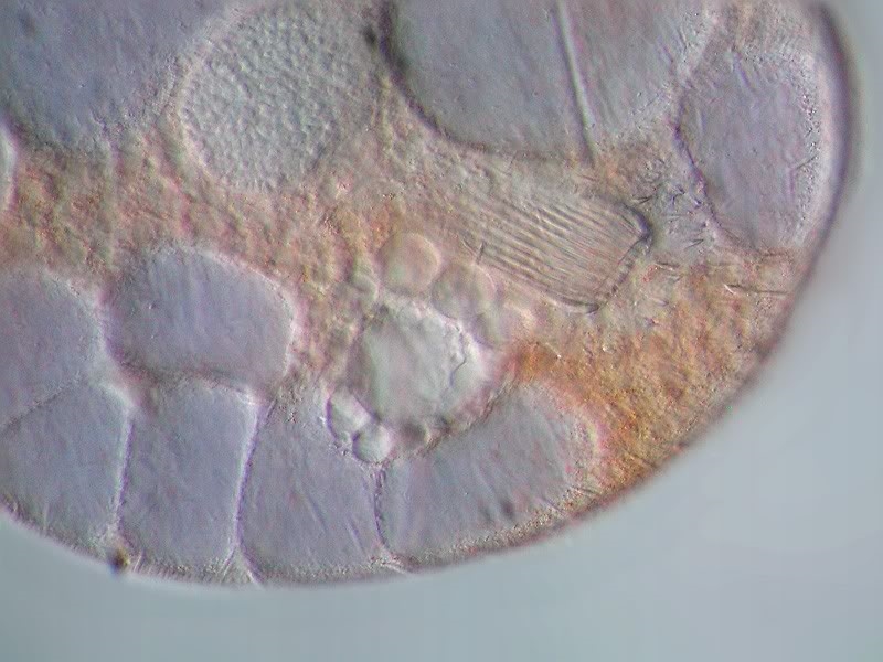 Nassula ornata