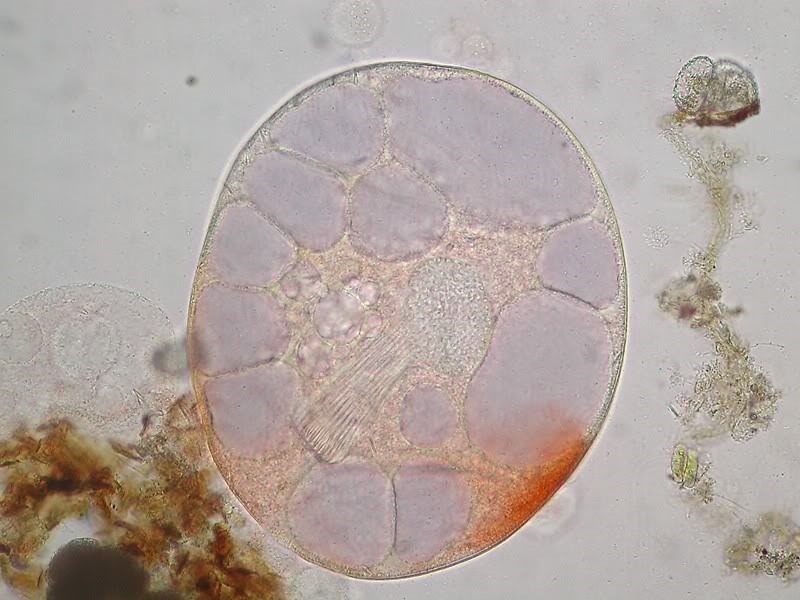 Nassula ornata