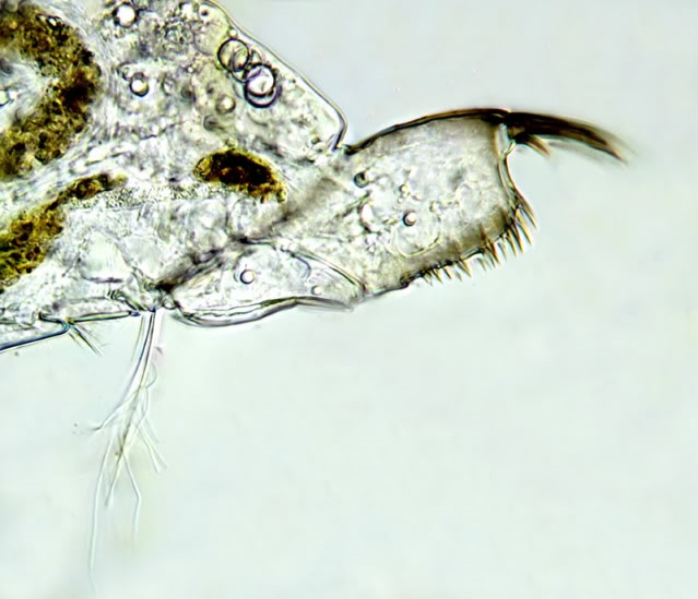 Leydigia (?)