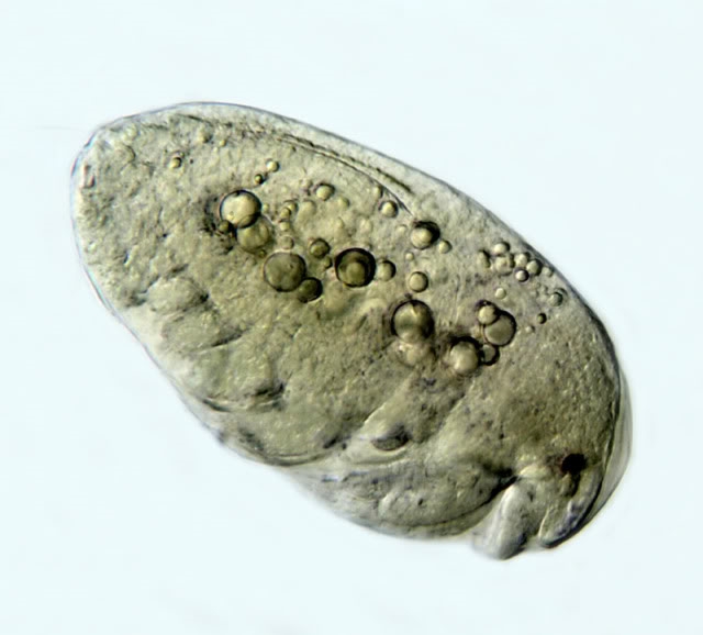 Leydigia (?)
