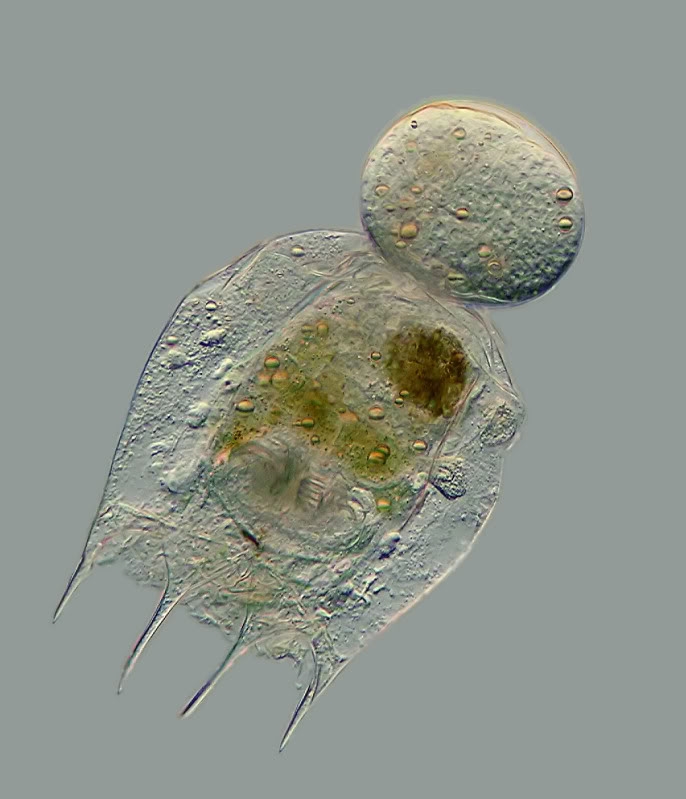 Und noch ein Rädertier