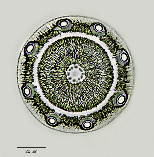 Glyphodiscus bipunctatus A. S.