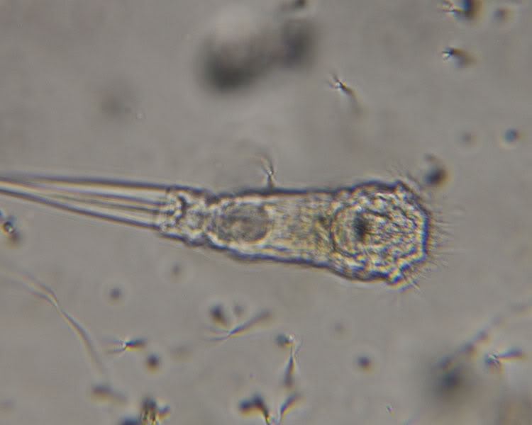 Monommata sp? Rotatoria, OUngarn, 112010