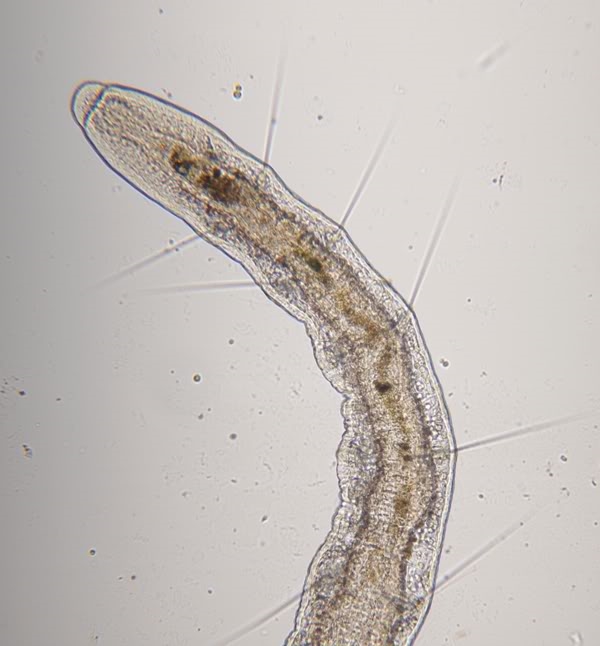 Naididae, OUngarn, 112010