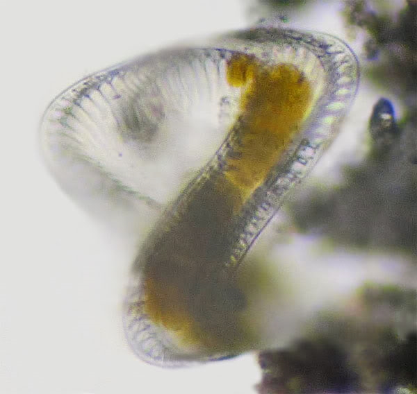 Campylodiscus? > sehr wahrscheinlich ja!