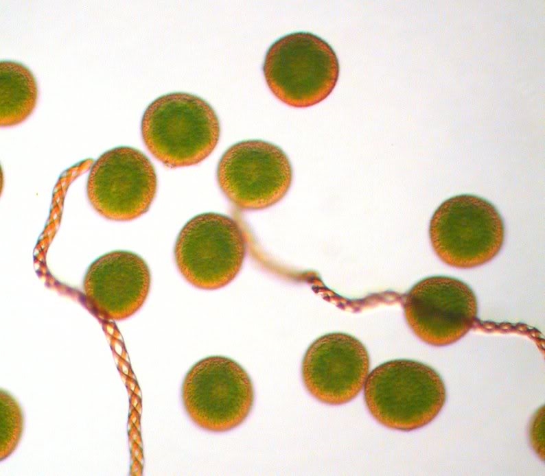 Botanik Radula complanata, ein epiphytisch wachsendes Lebermoos