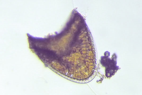 Campylodiscus? > sehr wahrscheinlich ja!