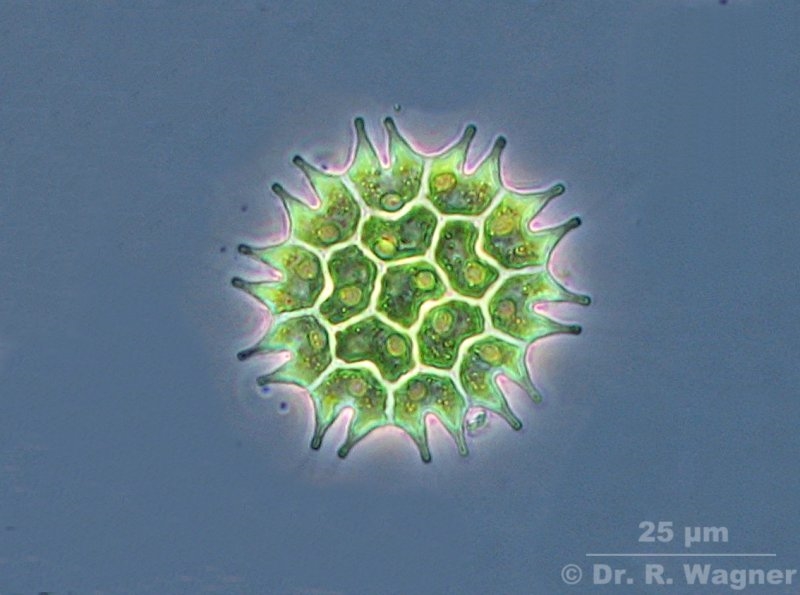 Pyrenoide