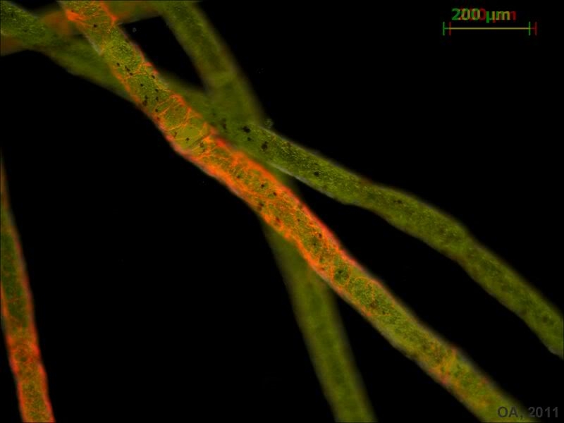 Fluoreszenz im Auf- und Durchlicht