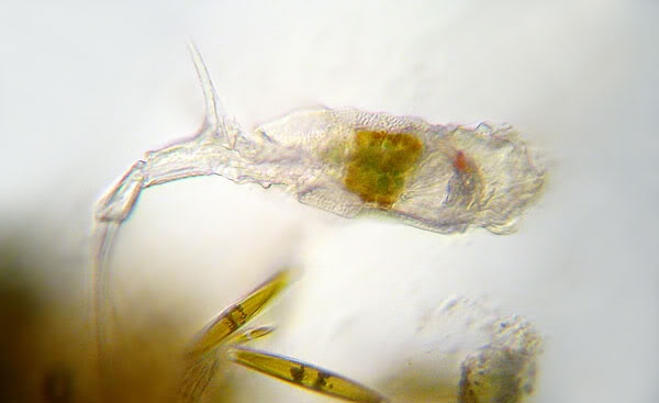 Trichotria pocillum? > ja