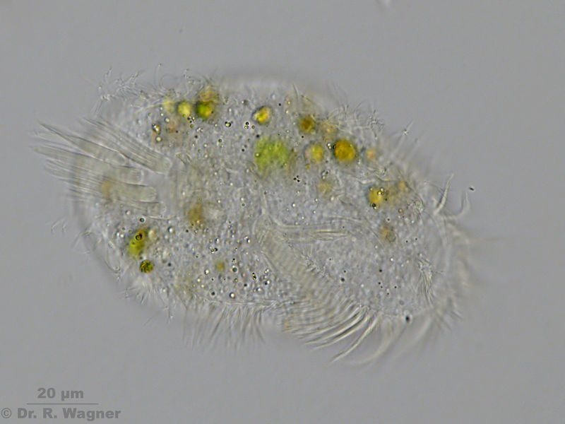 Stylonychia?
