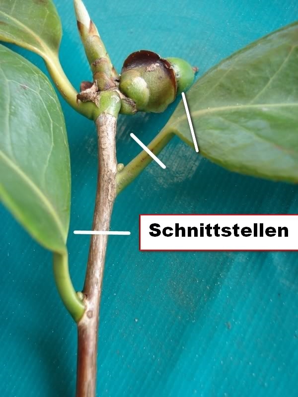 Botanik: Freilandkamelie (Camellia japonica)