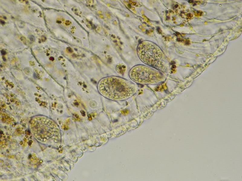 auf und in einer Hydra