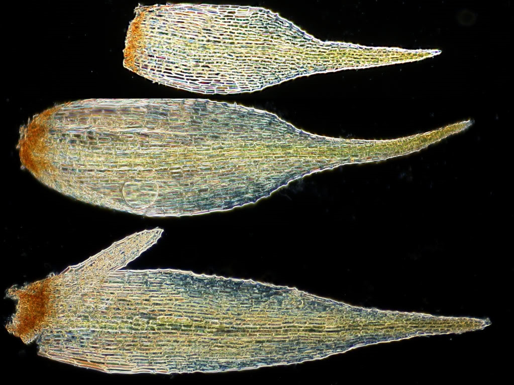 Seligeria pusilla; Winziges Zwergmoos