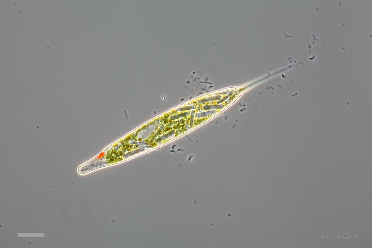 Euglena Acus