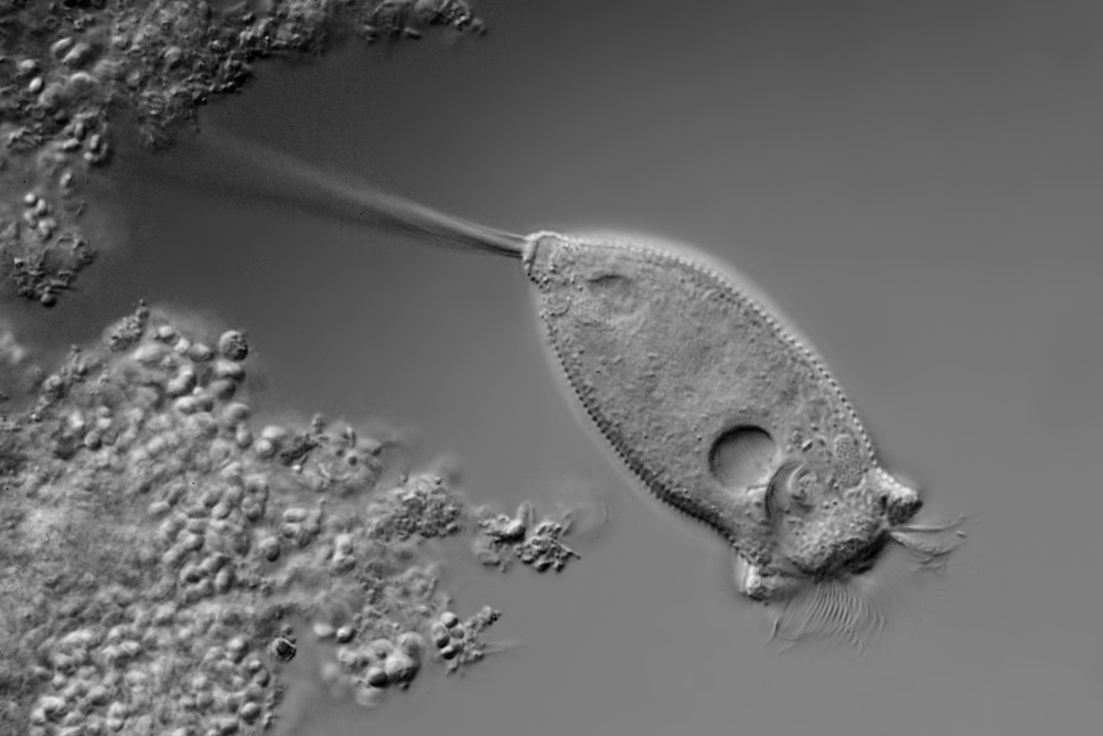 Vorticella Nachtrag
