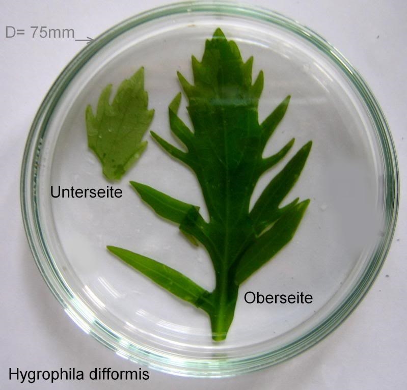 Hygrophila difformis