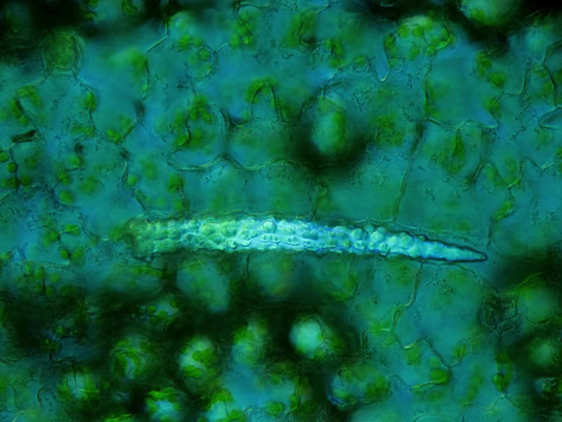 Hygrophila difformis * Seite 2