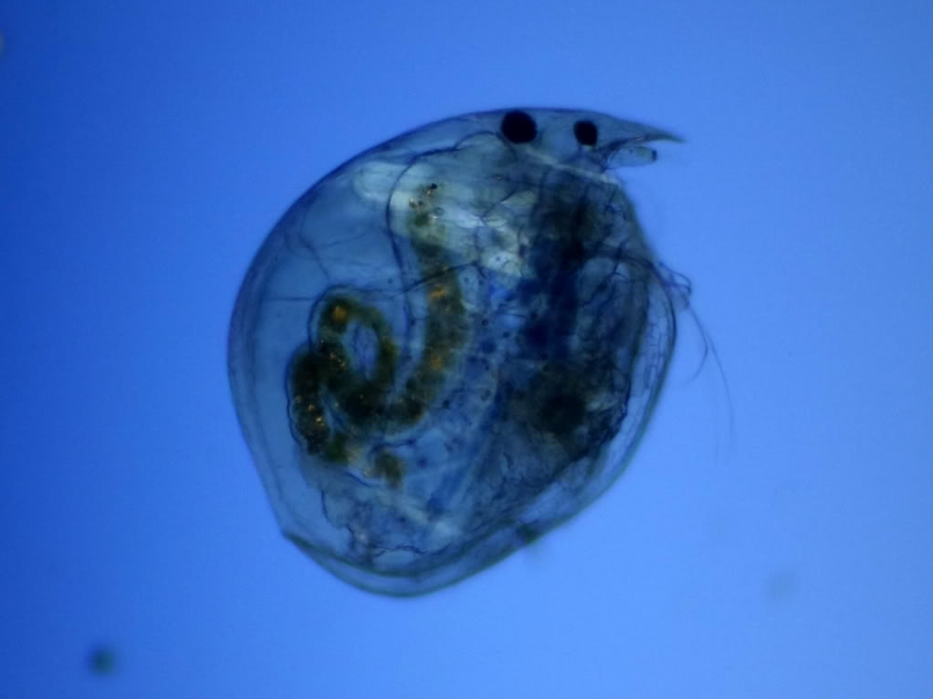 Chydorus sphaericus , mit der Bitte um Beschriftung der anatomischen