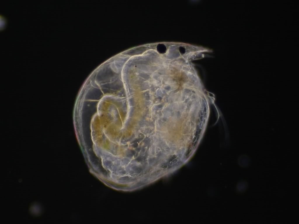 Chydorus sphaericus , mit der Bitte um Beschriftung der anatomischen