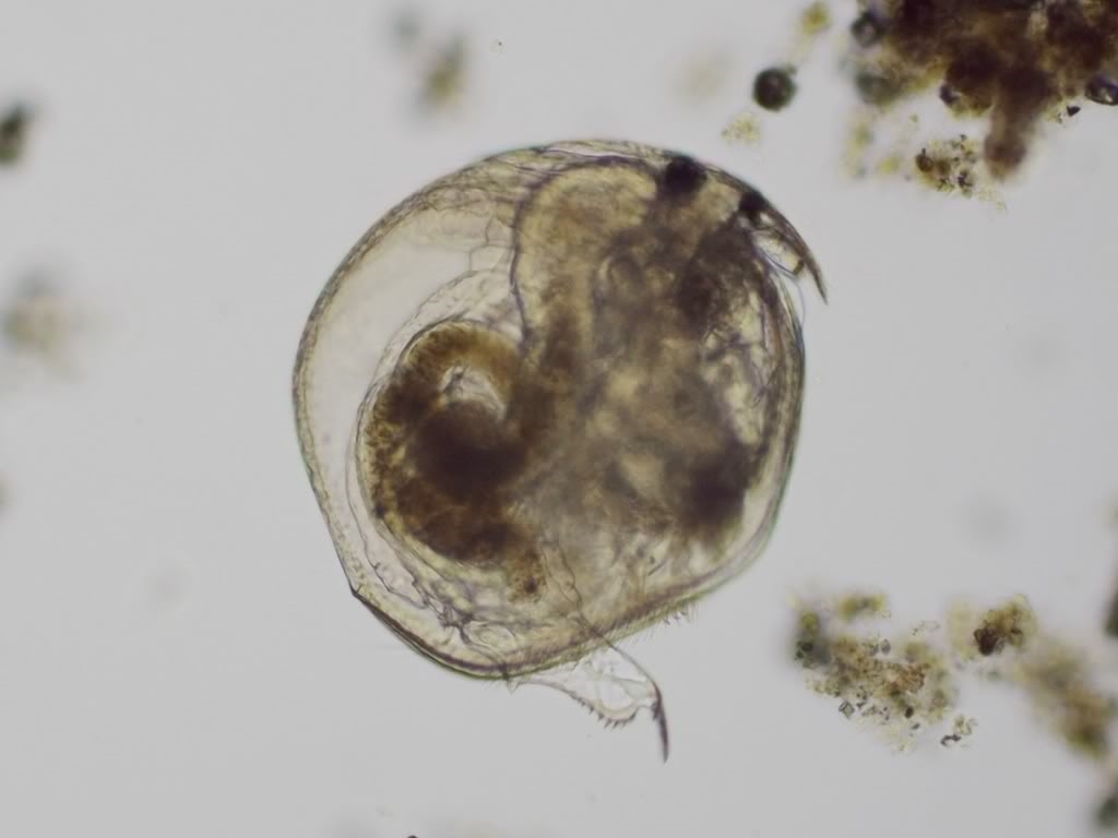 Chydorus sphaericus , mit der Bitte um Beschriftung der anatomischen