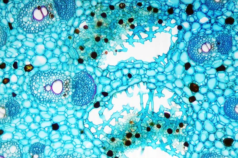 Warum Ist Ethanol In Wasser Löslich