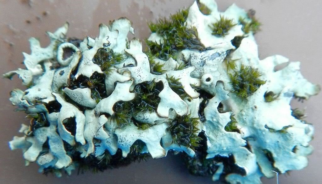 noch eine Flechte (> Xanthoparmelia protomatrae)