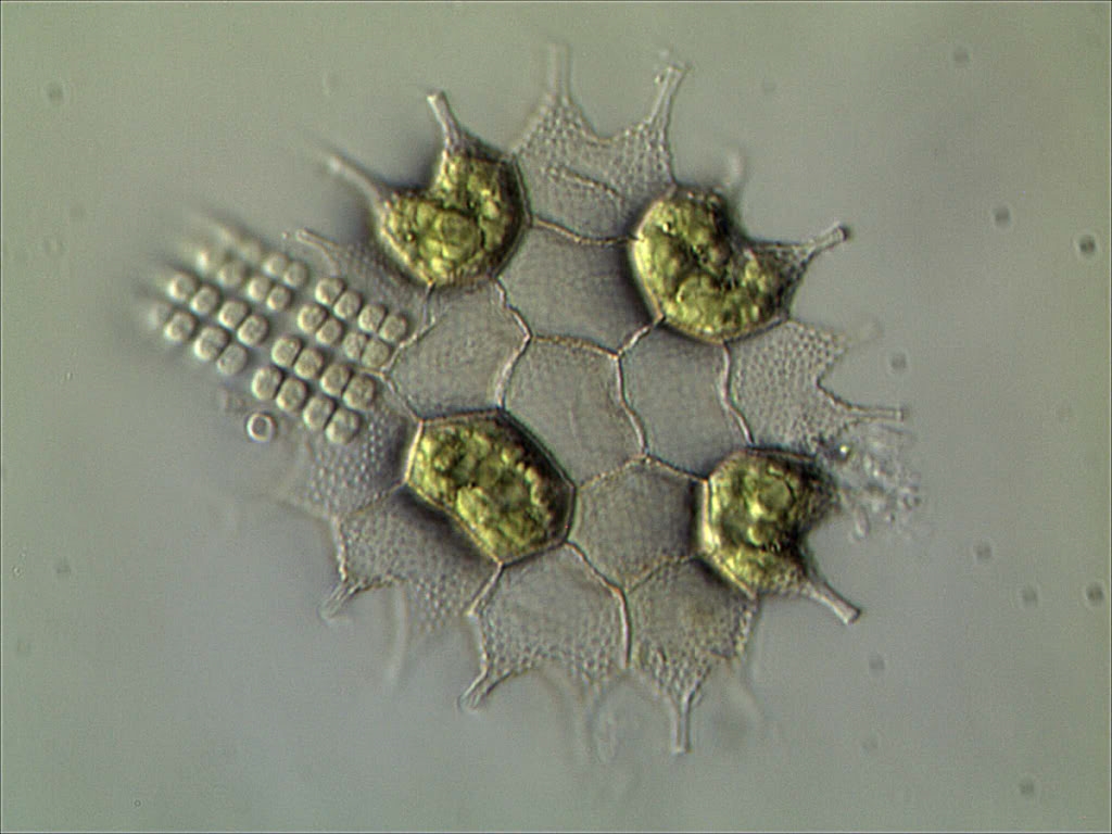 Eine Coconeis im Wasser