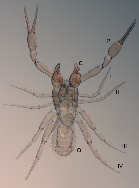 Chthonius ischnocheles Mikroskulpturierung