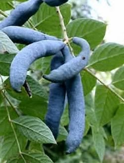 botanik-editiert-die-chinesische-blaugurke-decaisnea-fargesii