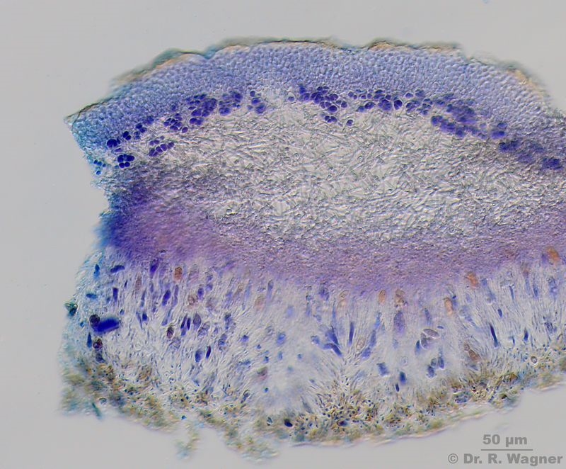 Nephroma laevigatum, eine Blattflechte