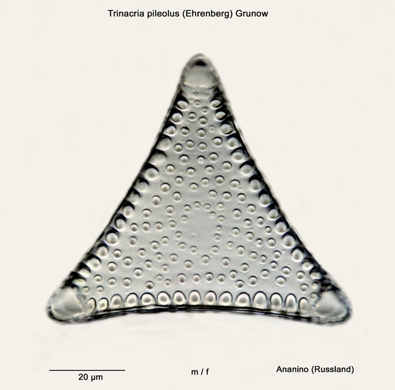 Diatomeen