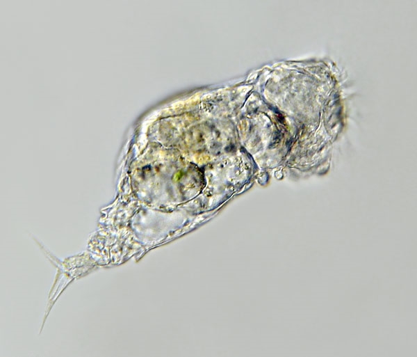 Wundertüte Pillerseemoor